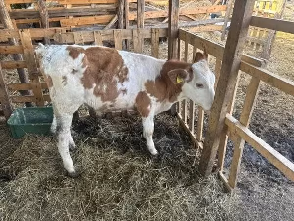 Bull, Simmental cattle — Hungary