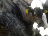 Cattle (batch, sex not specified), Simmental cattle — photo 7