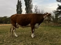 İnək, Simmental cattle — foto 3