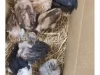 Chickens — zdjęcie 3