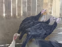 Turkeys — الصورة 2