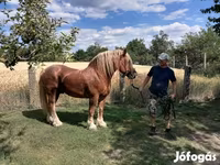 घोड़ी, Hungarian horse breed — फ़ोटो 6