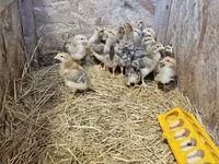Chickens — Foto 1