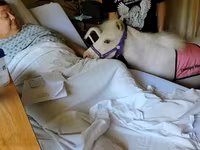 Kanca, Miniature horse — 6. fotó