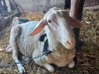 Kos, Awassi sheep — 1. fotó