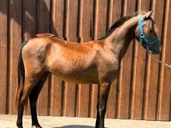 Cavalo, Cavalos