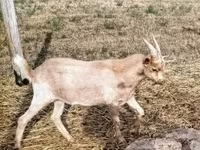 Ziegenbock, Ziegen — Foto 2