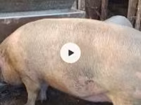 公猪, Pigs — 照片 1