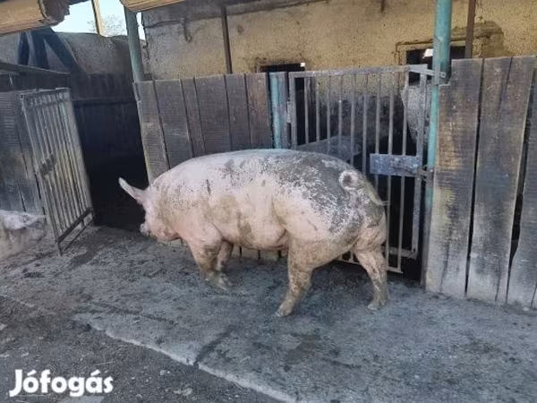 Säue, Schweine