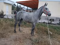 Kůň, Thoroughbred horse — foto 2