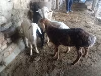 公羊, Rhon sheep — 照片 4