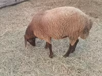 Ovejas (lote, sexo no especificado), Ovejas — foto 3