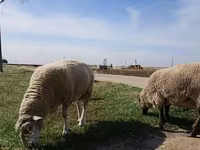 Ovce, Romanov sheep — foto 7