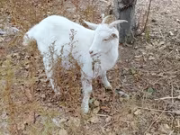 Cabras (lote, sexo no especificado), Cabras — foto 1