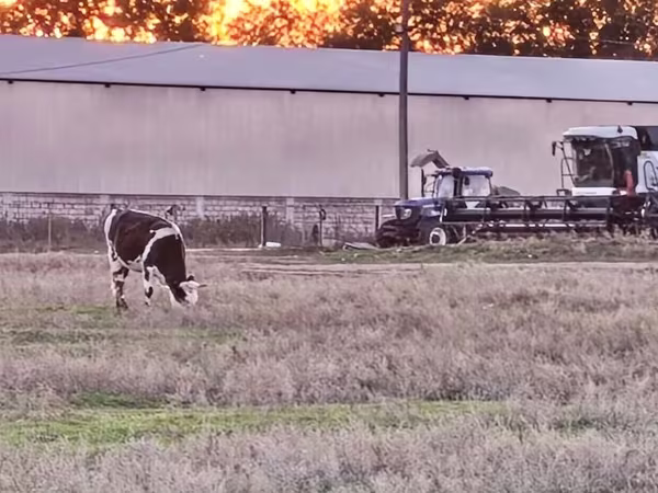 Vaca, Russian Black pied cattle
