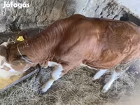 Tehén, Simmental cattle — 3. fotó