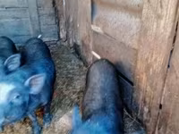 Boar, Pigs — photo 3