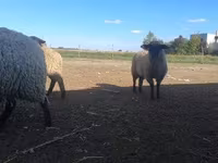 Kos, White Suffolk sheep — 2. fotó