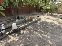 Chickens — الصورة 2