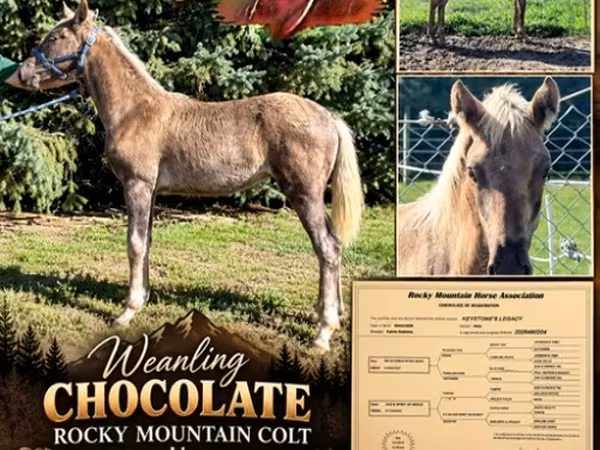 Hing, Rocky Mountain Horse