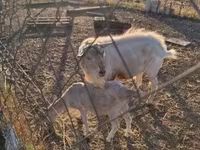 Billy Goat, Boer goat — photo 1