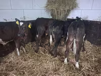 Toro, Russian Black pied cattle — foto 4