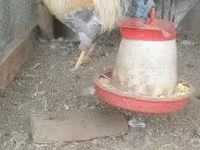 Poule danoise — photo 6