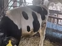 Bull, Holstein breed — photo 3