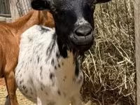 公山羊, Goats — 照片 2