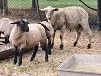 母羊, Sheep — 照片 2