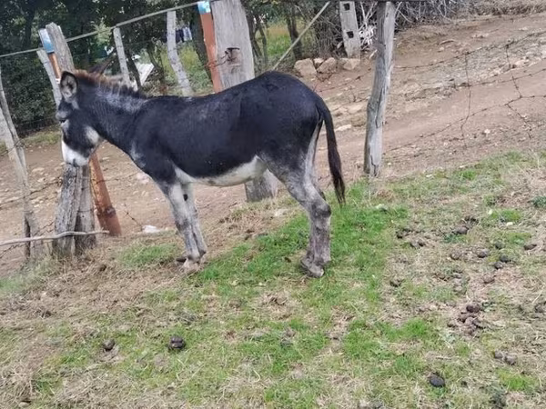 At, Atlar