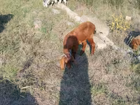Cabras (lote, sexo no especificado), Cabras — foto 6
