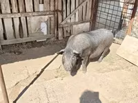 Säue, Schweine — Foto 2