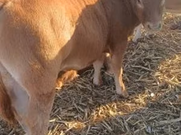Bika, Limousin tehén