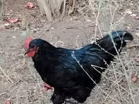 Chickens — foto 4