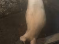 Eber, Schweine — Foto 2