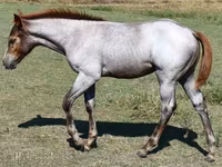 Kanca, Quarter Horse — 6. fotó