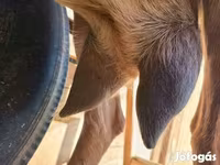 母山羊, Alpine goat — 照片 5
