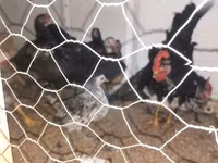 Chickens — photo 1