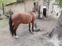 Cavalo, Karachay horse — foto 4