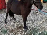 Mare, Horses — photo 3