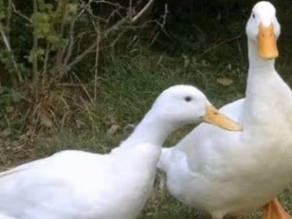 Német Pekin