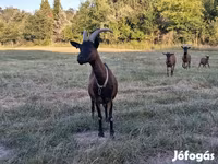 Bak, Alpine goat — 4. fotó