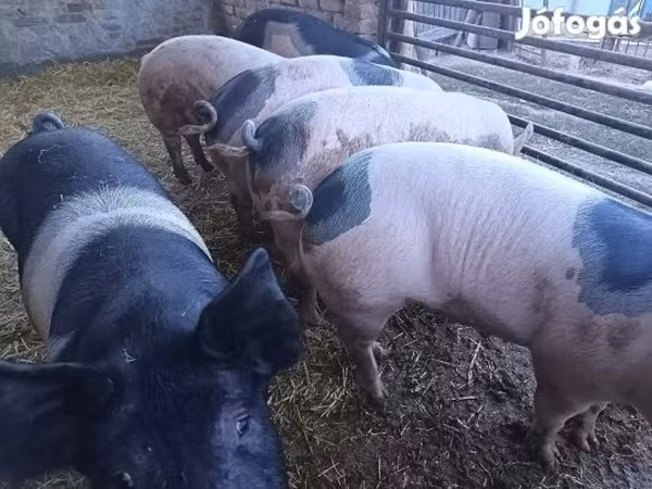 Disznók (tétel, nem megadva), Sertések — Magyarország