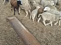 Kos, Juhok — 8. fotó