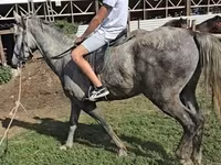 Hing, Lipizzaner — 3. fotó