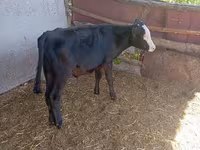 Vaca, Russian Black pied cattle — foto 3