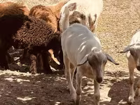 Ziegenbock, Alpine goat — Foto 4