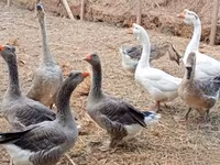 Geese — 7-сурет