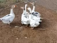Geese — 照片 3